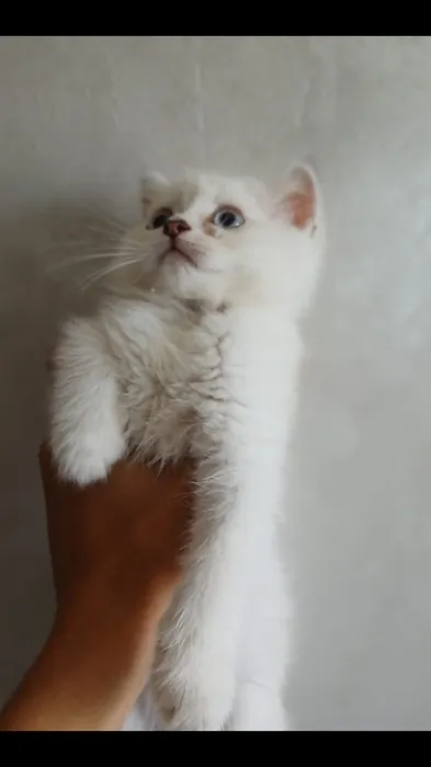 Scottish fold pure