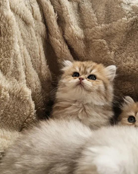 british longhair femelles et mâles