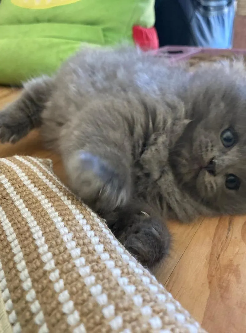 Chat bleu russe
