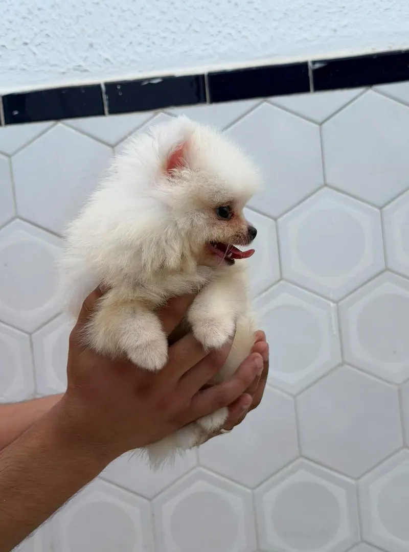 Spitz nain Pomeranian
