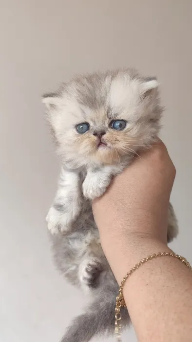 Chaton femelle 1 mois et demi