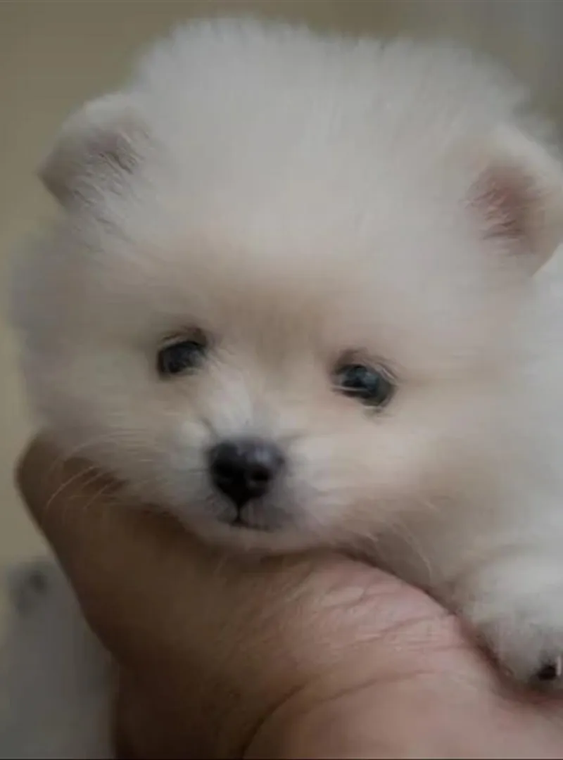 Spitz nain