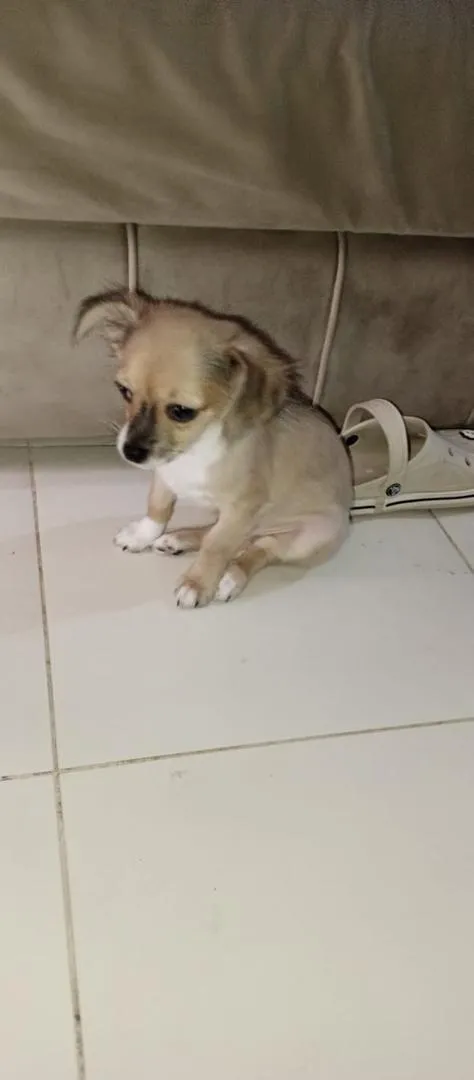Chien Chihuahua à vendre