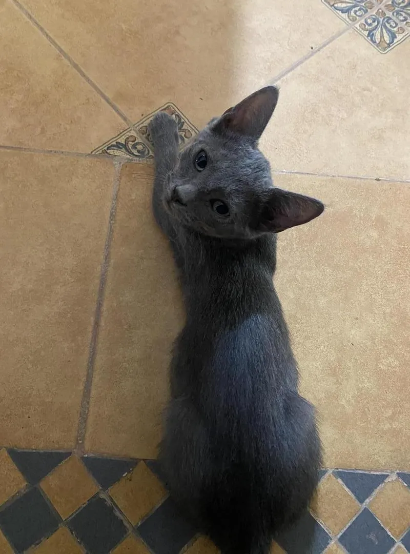 Chatons à donner de 3 mois et demi