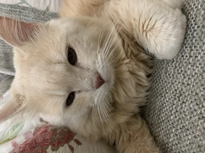 Chat