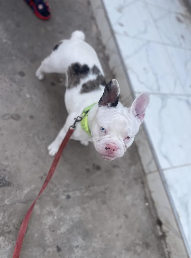 Bouledogue français