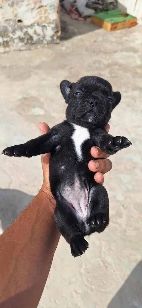 Bouledogue français