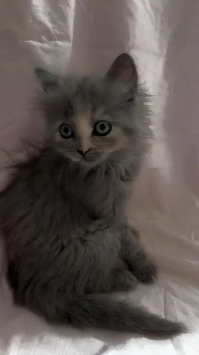 Chat British longhair
