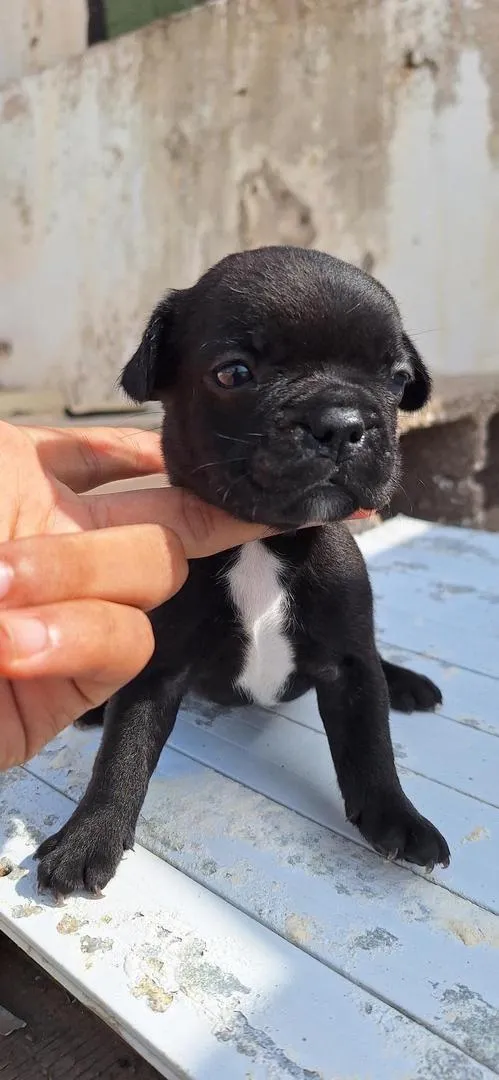 Bouledogue français