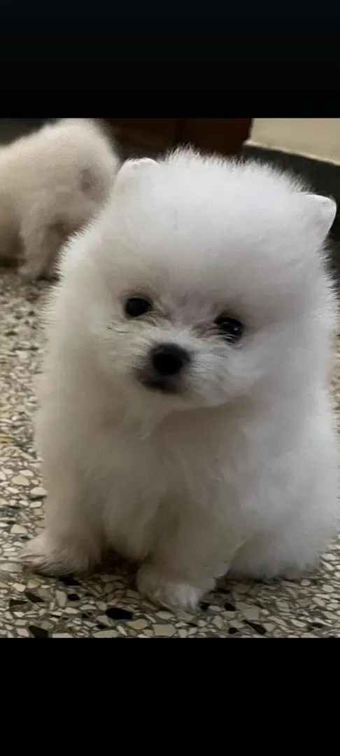 Spitz Pomeranian