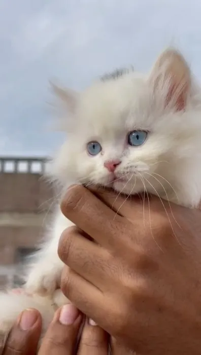 Chaton Shirazi