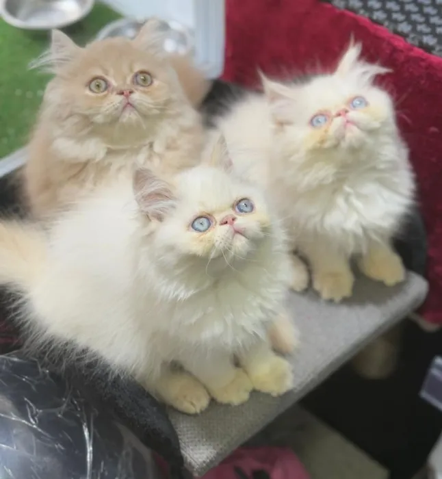 Persan chaton