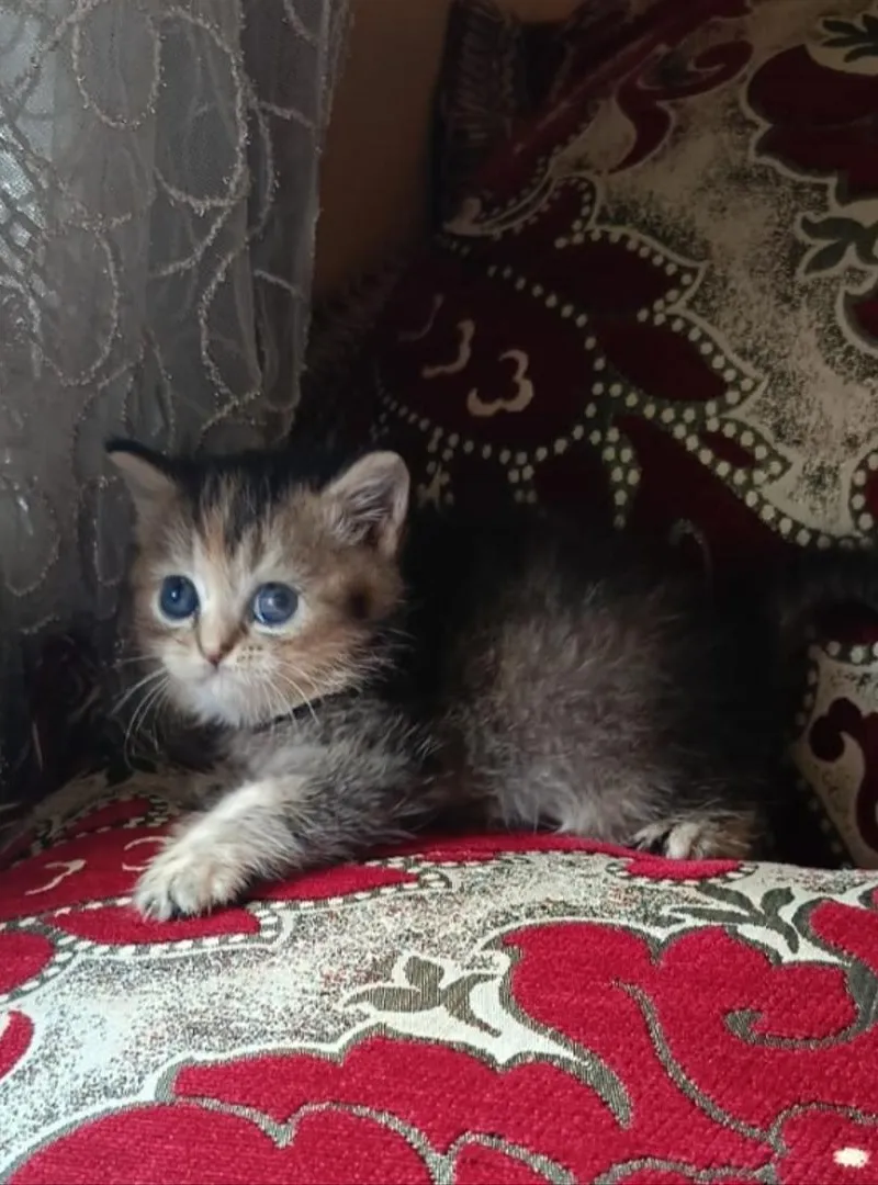 2 chatons Scottish Straight dorés