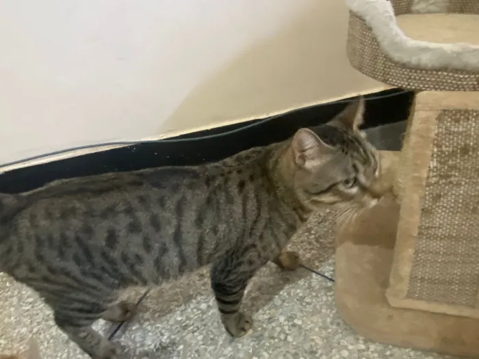 Chats pour adoption