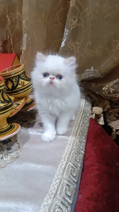 Persan chatton
