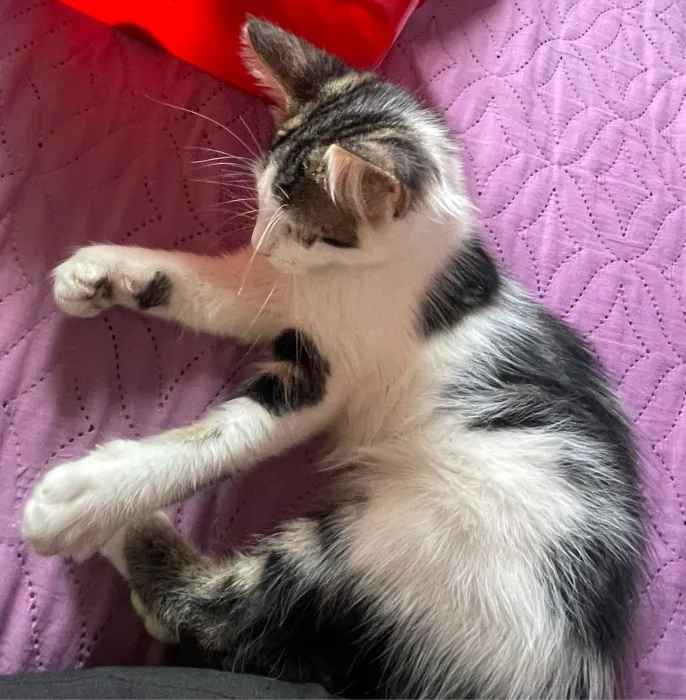 Chatons 3 mois habitués à la litière et très sociables