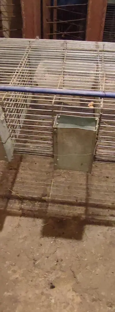 Cage à lapin
