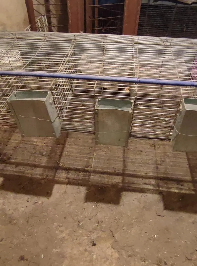 Cage à lapin