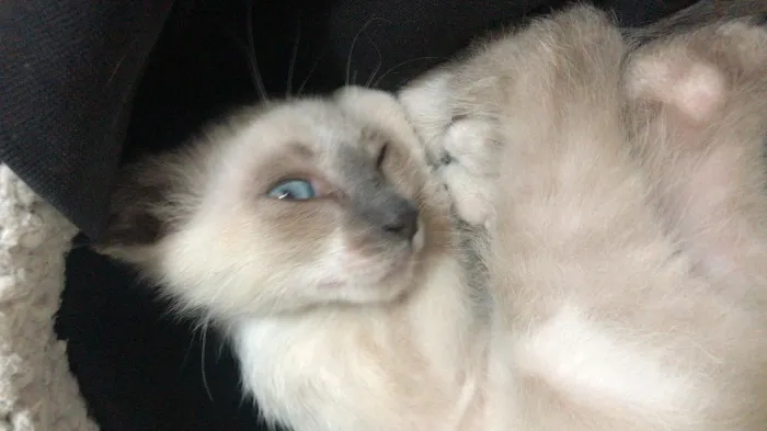 Chat male siamois