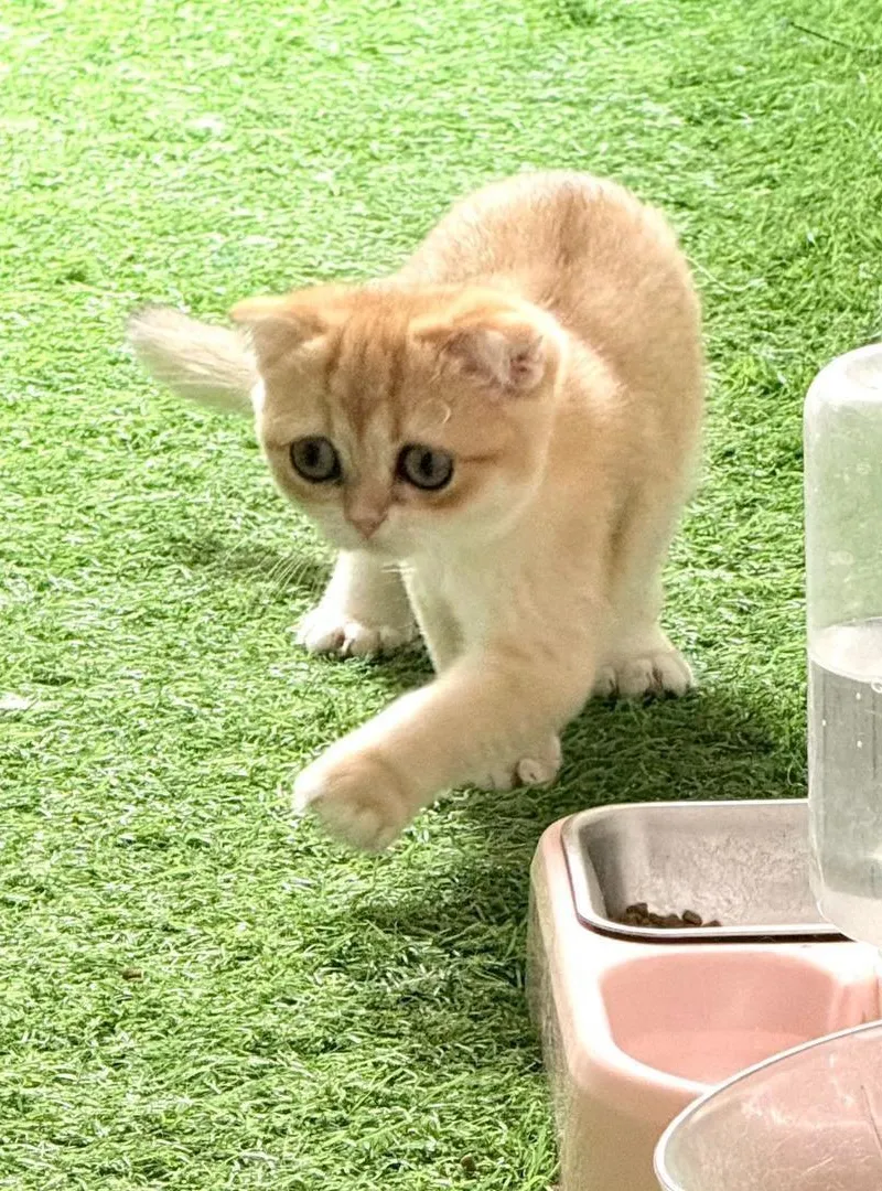Femelle scottish fold gold