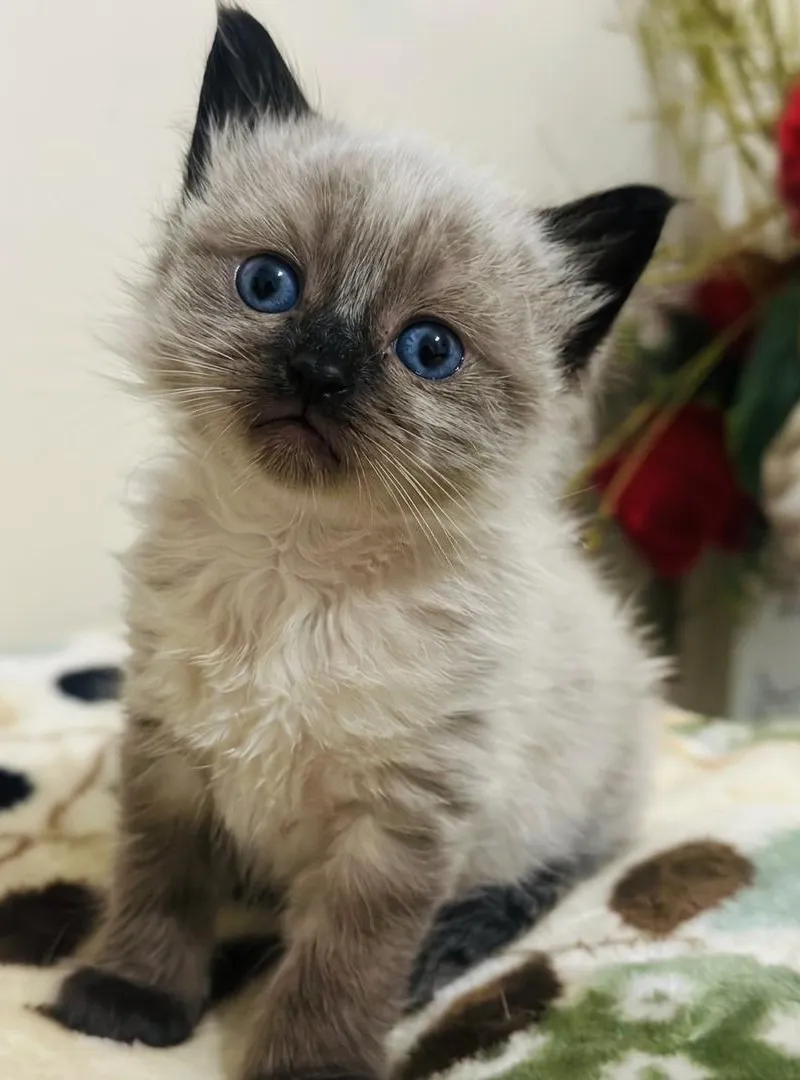 Chat siamois pur