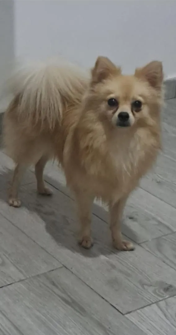 Chien Spitz Allemand à vendre à Marrakech