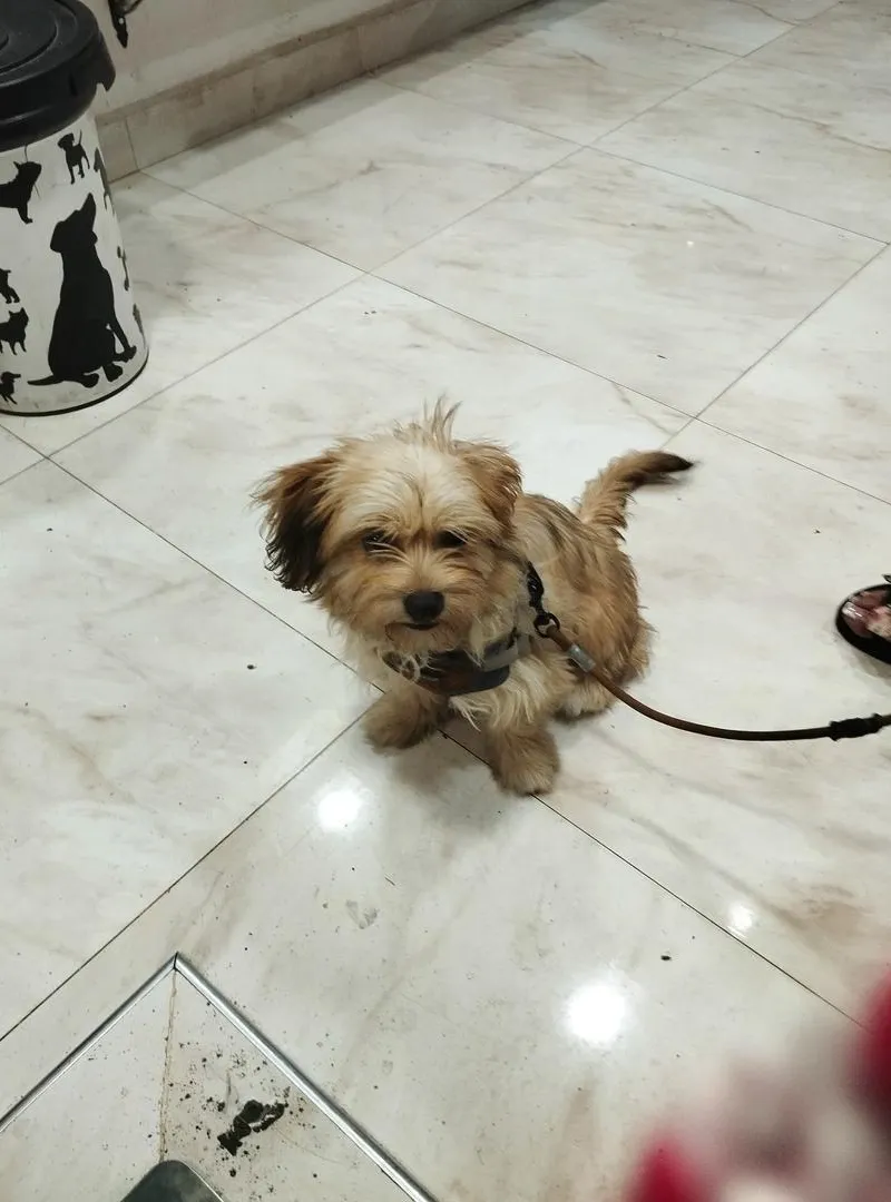Chienne bichon