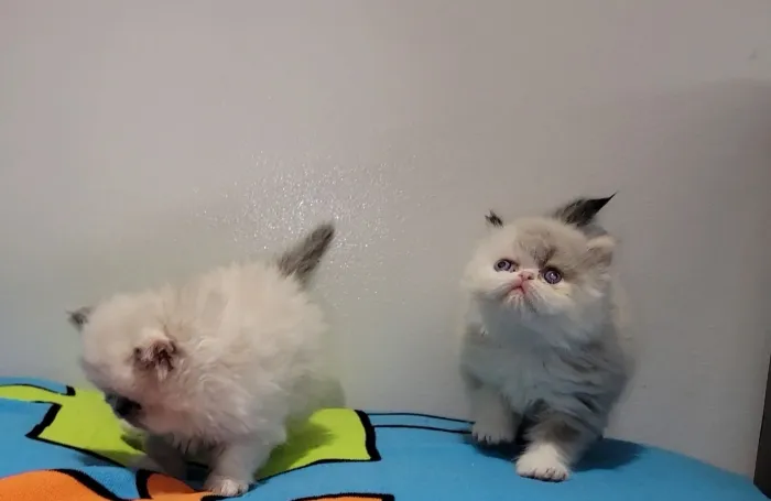 Chatons persan
