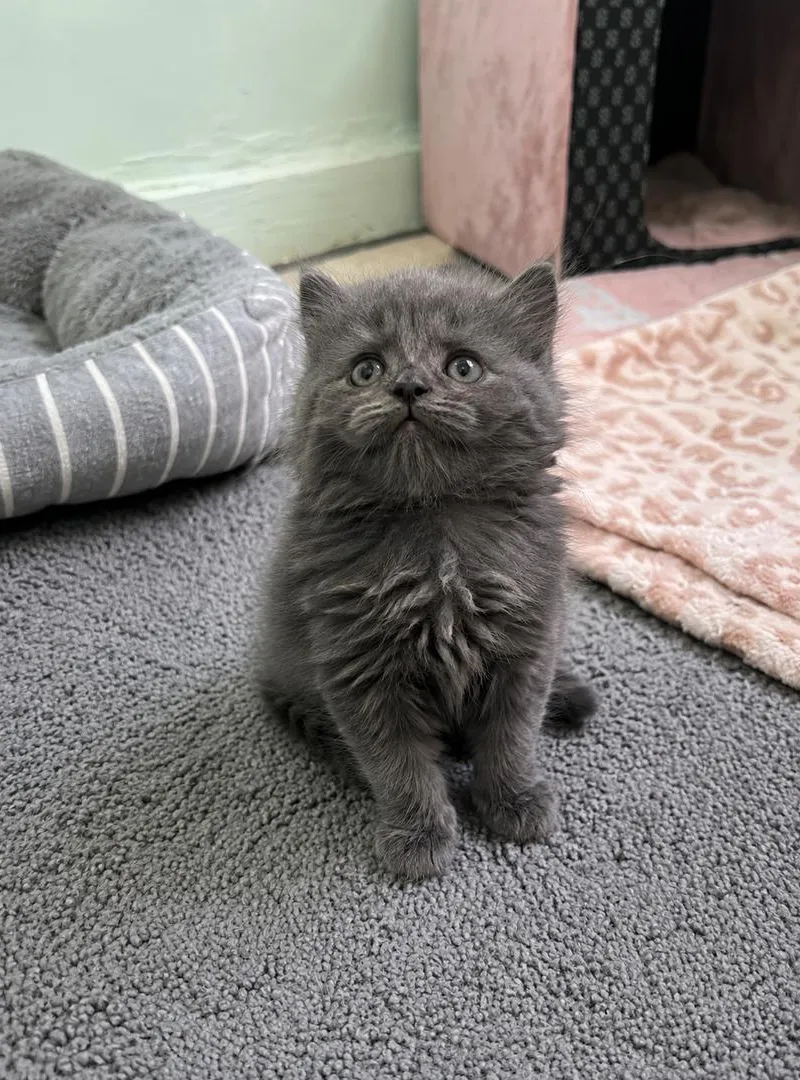 🐾 Magnifique chaton British Shorthair Bleu 🩶