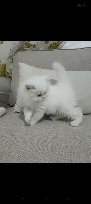Chats persans