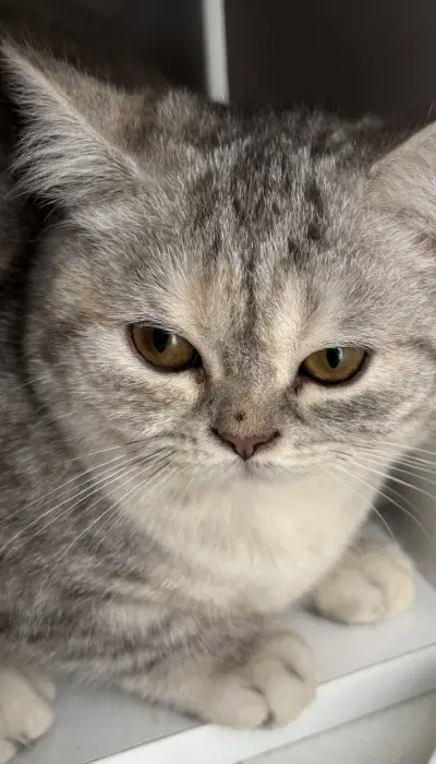 British shorthair