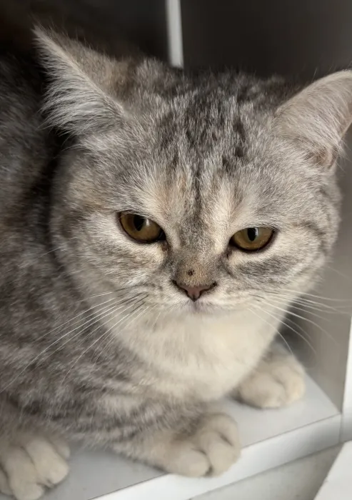 British shorthair