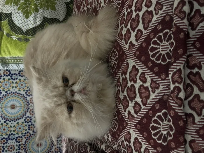Chat Persian à vendre mâle