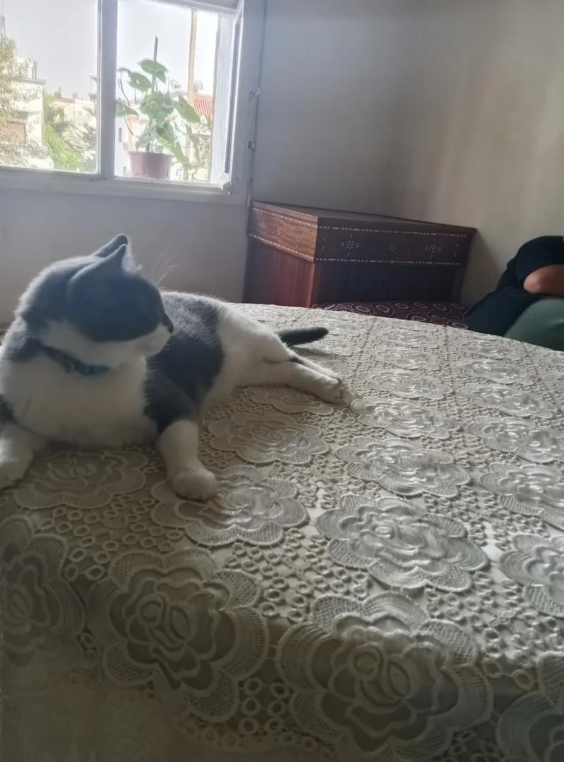 Adoption d'un chat