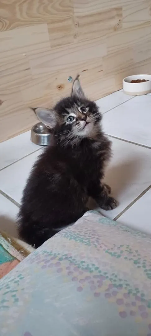 Bébé chat Norvège poil long