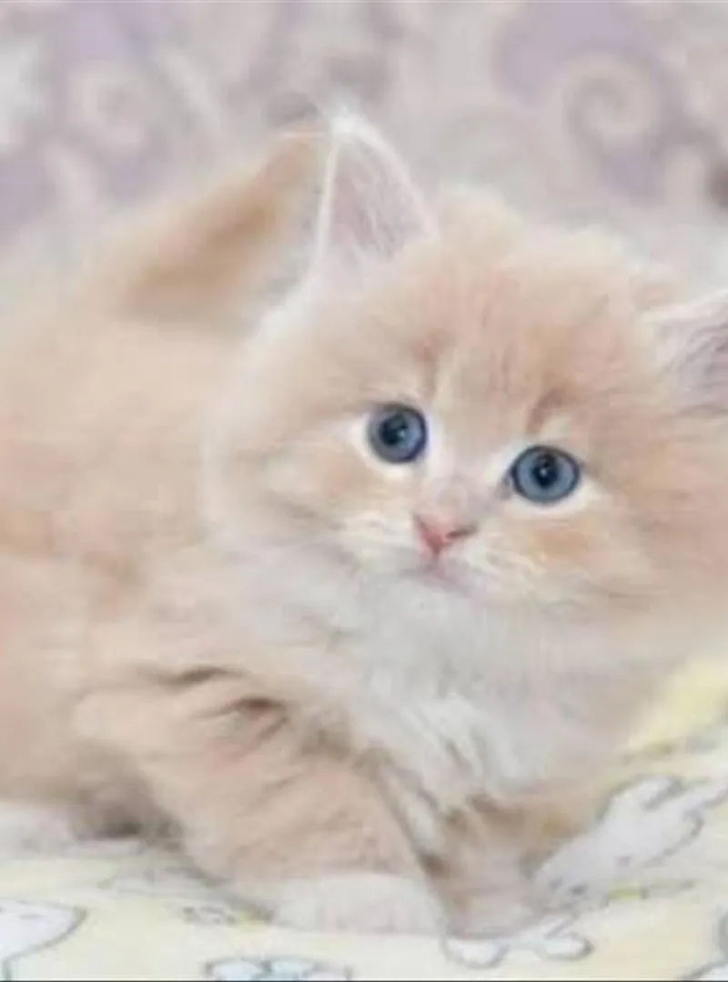 Femelle Scottish Straight bébé
