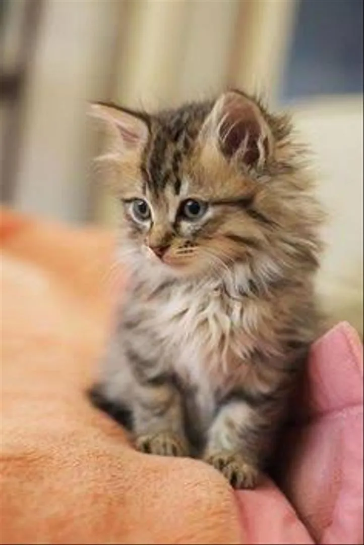 Bébé chaton Scotch Straight British