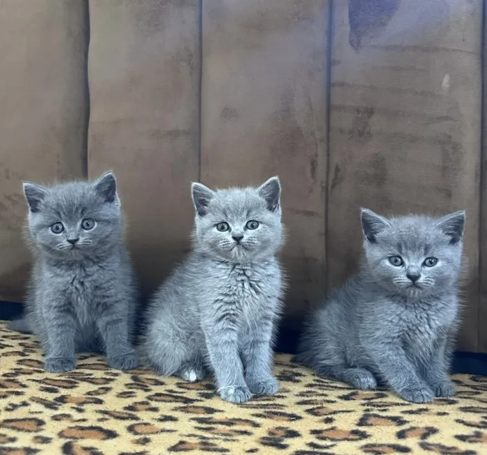 British shorthair