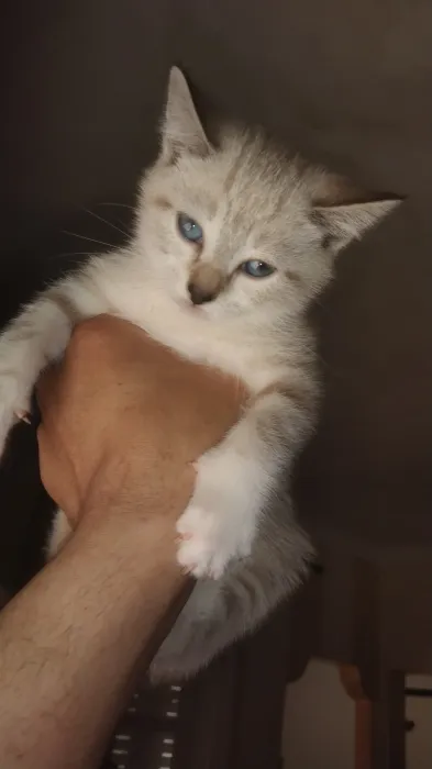 Siamo tiger