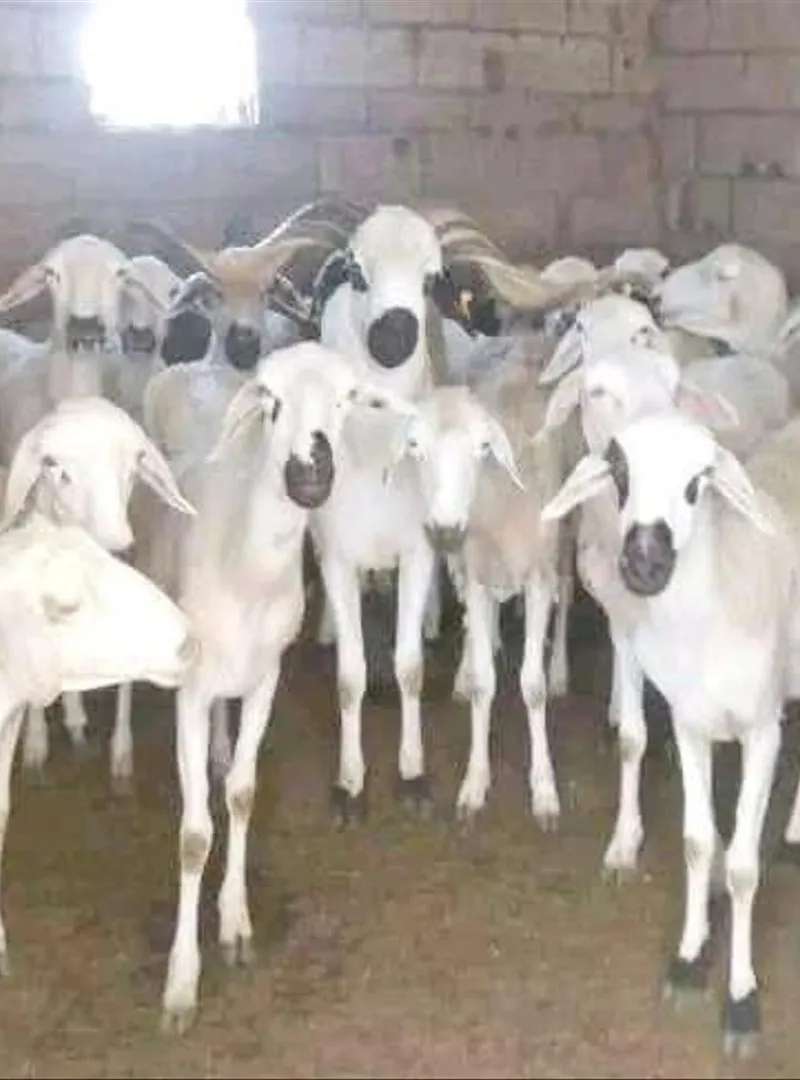 Mouton Sardi excellent, plein de pis
