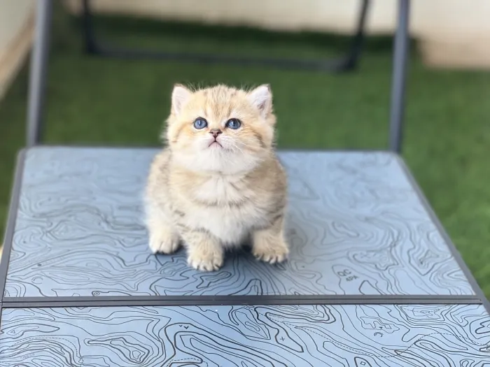 Black golden spotted tabby