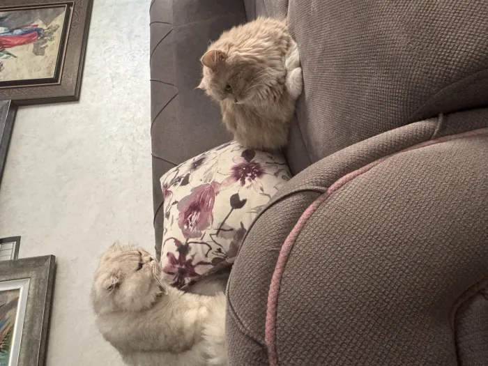 Scottish fold silver