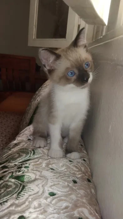 Siamo tiger mâle