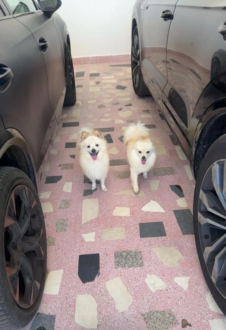Des bébés chiots Spitz pure race