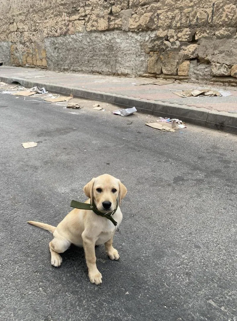 Femelle Labrador 3 mois