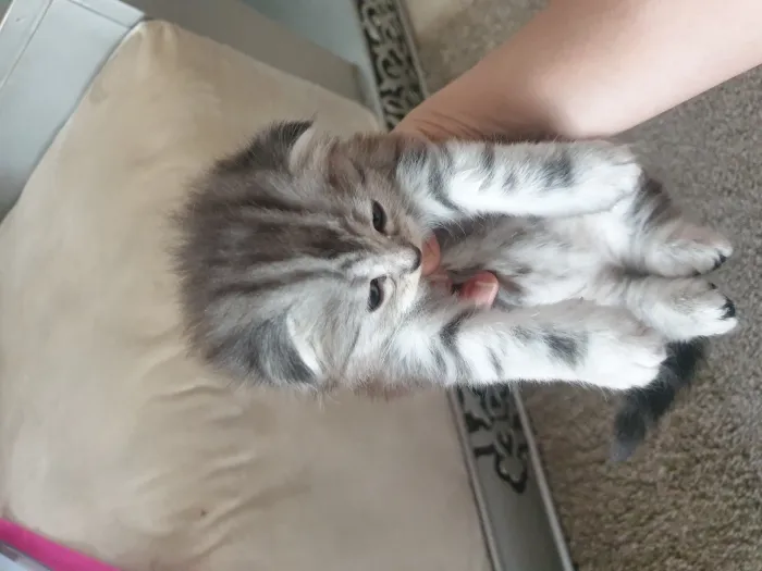 scottish fold
