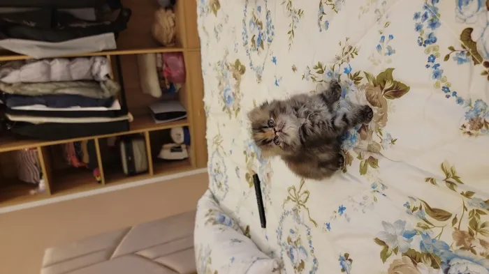 2 persan chinchilla