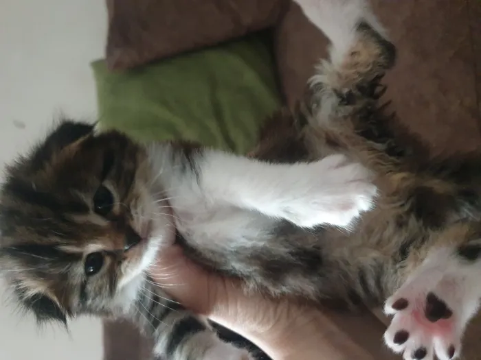 scottish fold