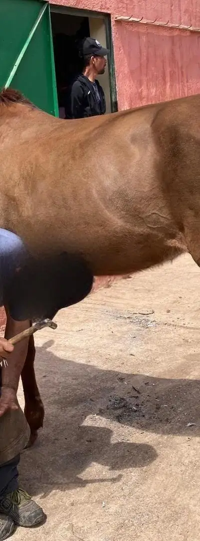 Jument Anglo-Arabe « Jawhara » à vendre