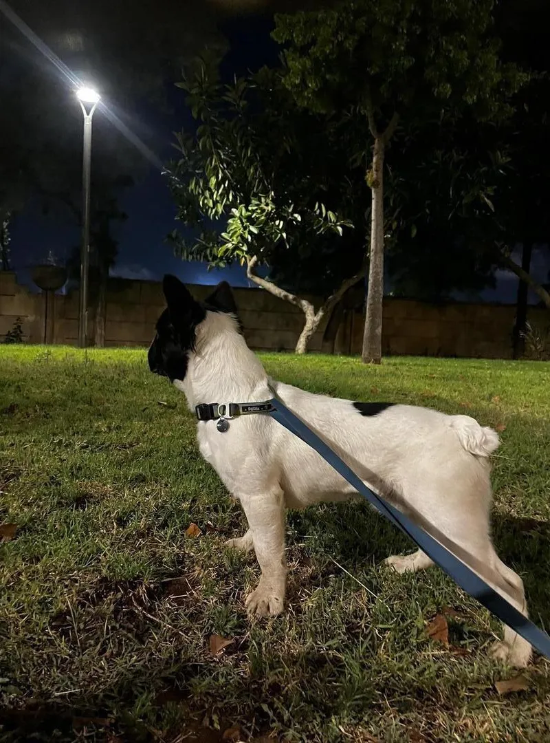 Bouledogue Câlin